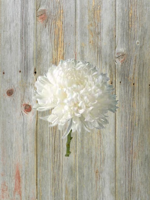 FOOTBALL  WHITE DISBUDS